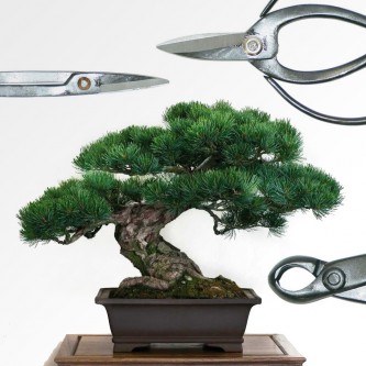 Herramientas para bonsai